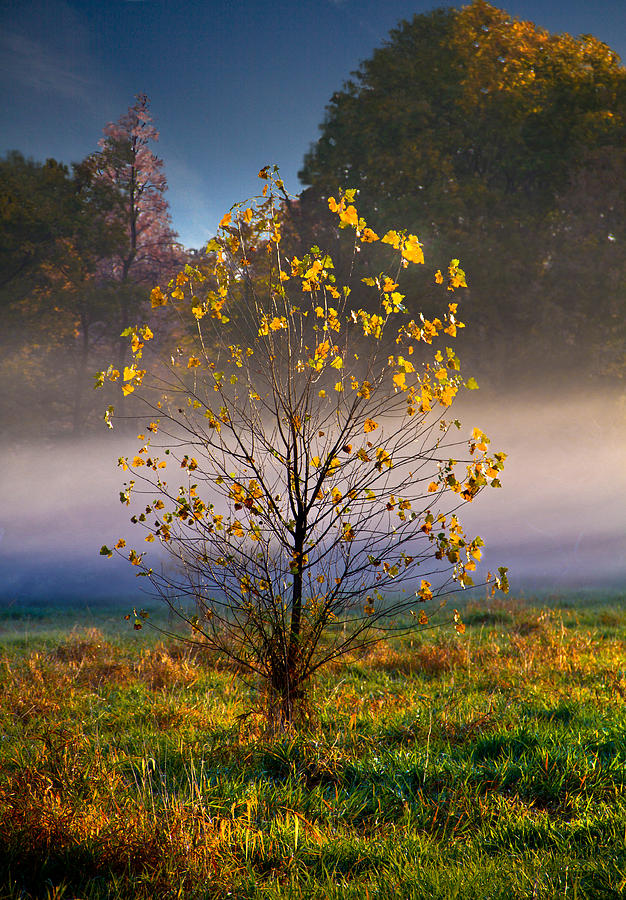 Fall Tree Photograph by Phil Koch