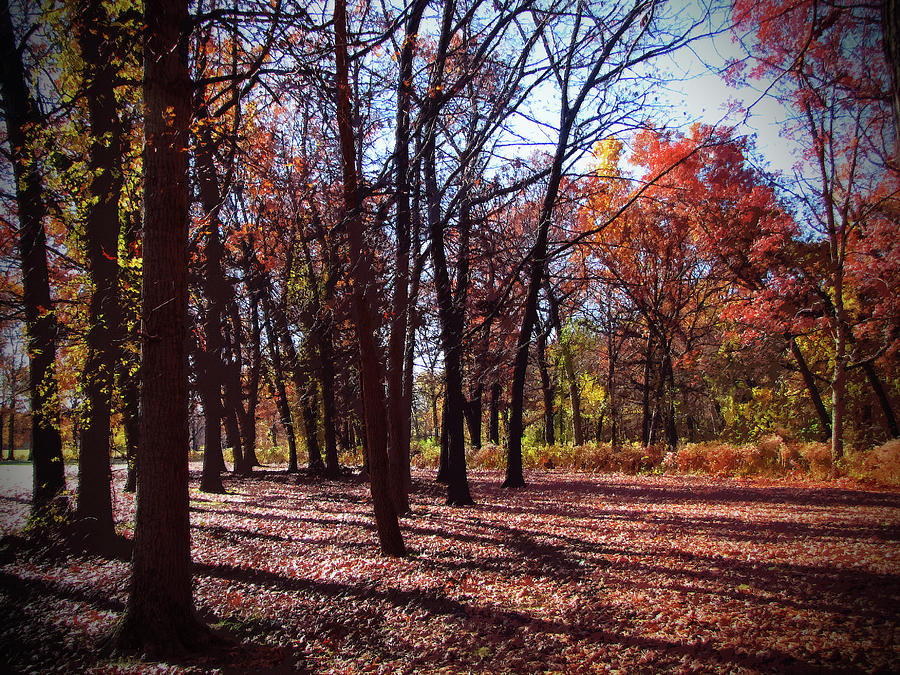 Fall Tree Shadows 2 Photograph by Cedric Hampton