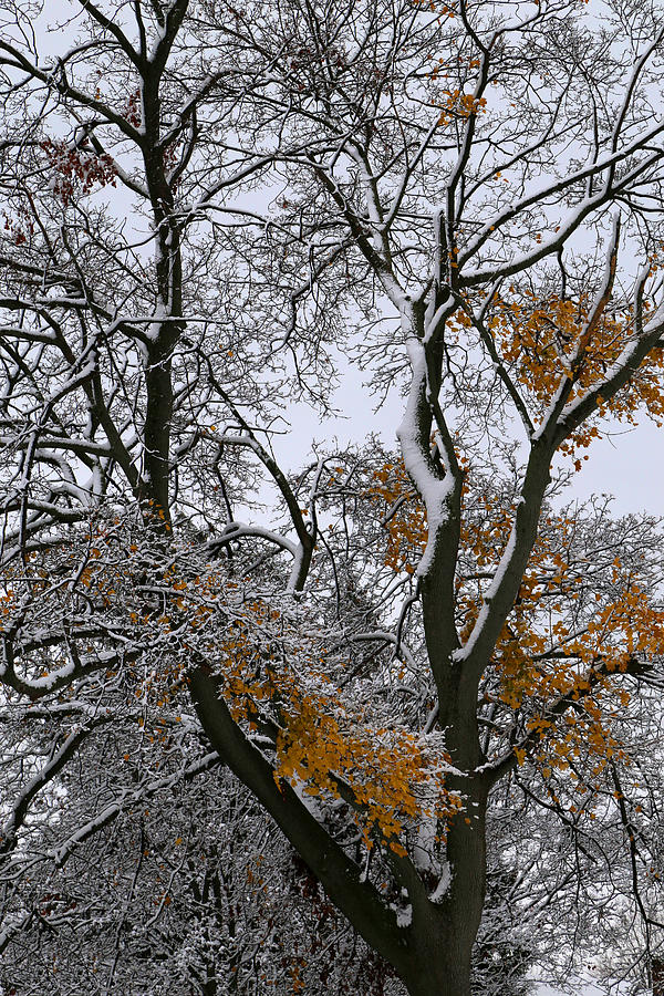 Fall Tree with Snow 1 Photograph by Mary Bedy