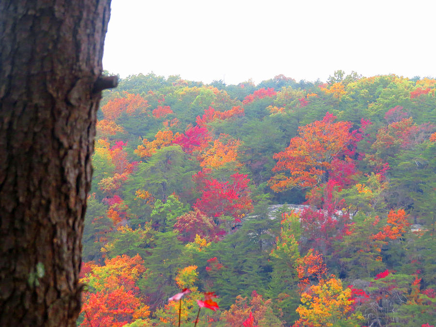 Fall trees Photograph by Aaron Martens