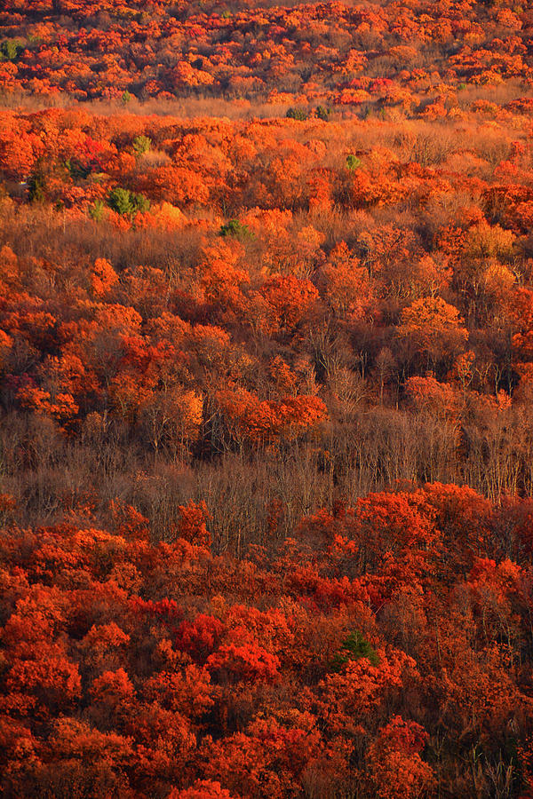 Fall Trees along the AT Photograph by Raymond Salani III