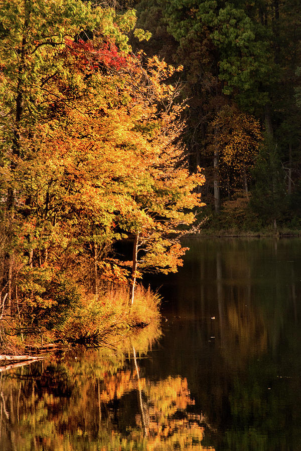 Fall Trees at Lake Photograph by Don Johnson