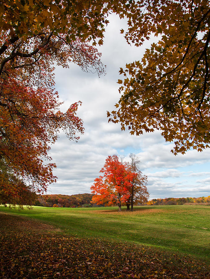 Fall trees at Oatlands Photograph by Jack Nevitt