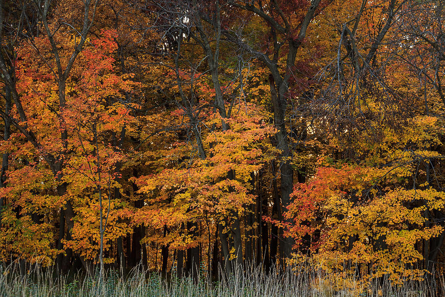 Fall Trees at Prairies Edge Photograph by Joni Eskridge