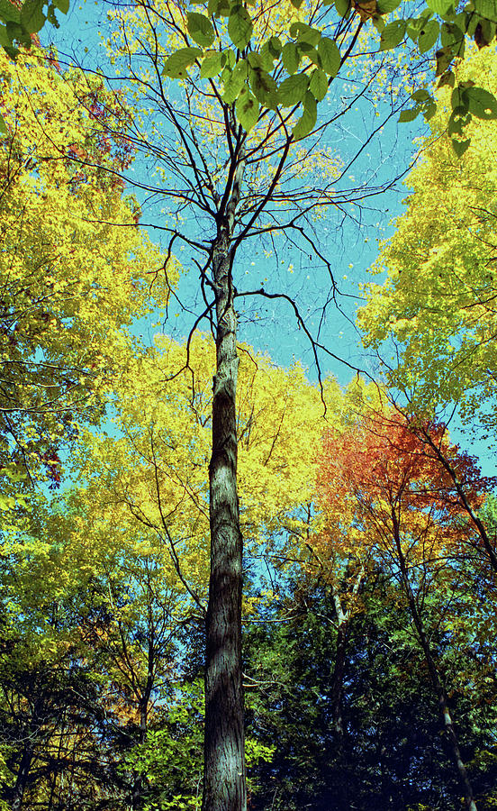 Fall Trees Photograph by Doolittle Photography and Art