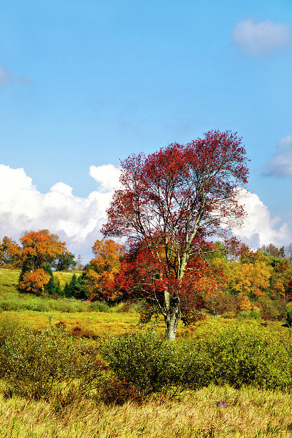 Fall Trees In Country Field Photograph by Christina Rollo