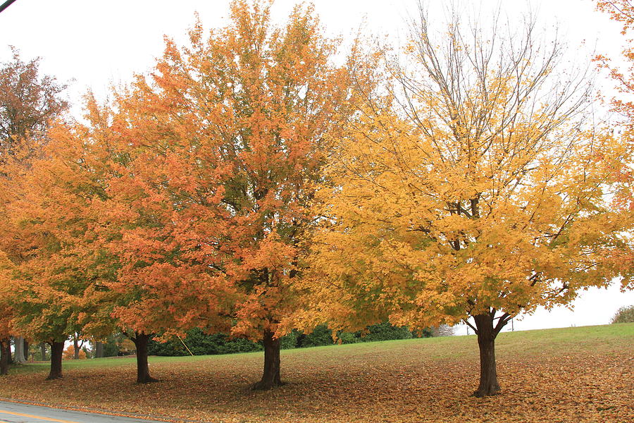 Fall Trees Photograph by Karen Ruhl