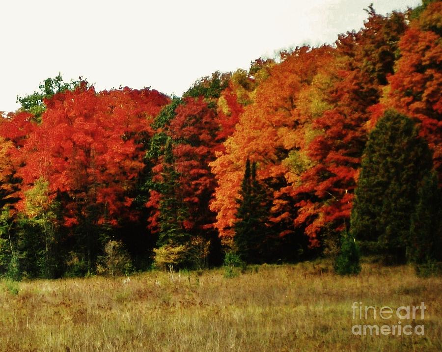 Fall Trees l Photograph by Marsha Heiken