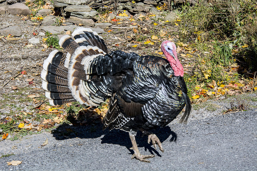 Fall Turkey Photograph by Joshua Fredericks