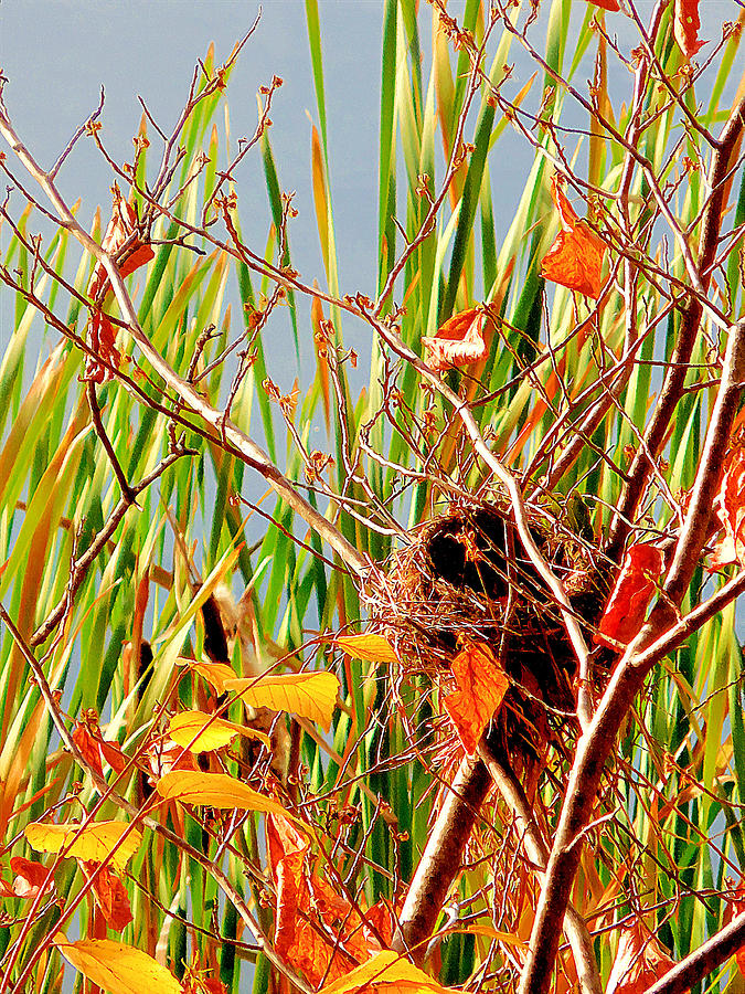 Birds Nest 1 Painting by Jeelan Clark