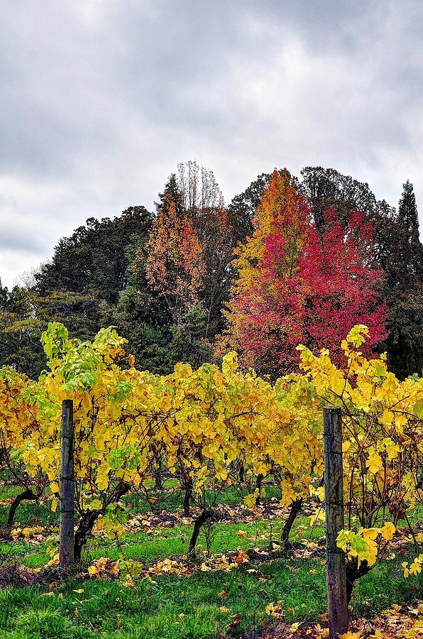 Fall Vineyard and Trees 6483 Photograph by Jerry Sodorff