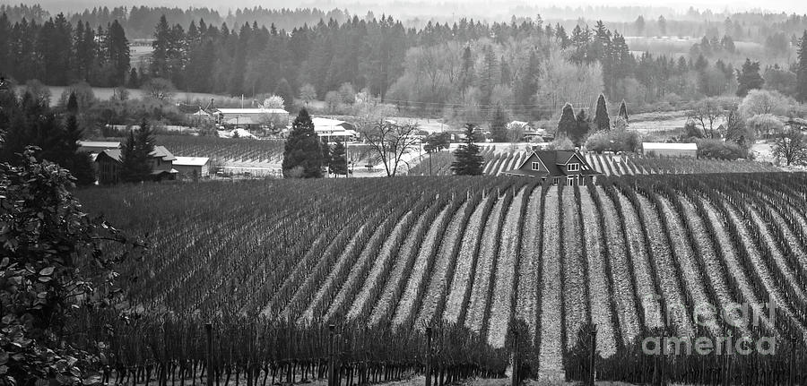 Vineyard in Black and White Photograph by Bruce Block
