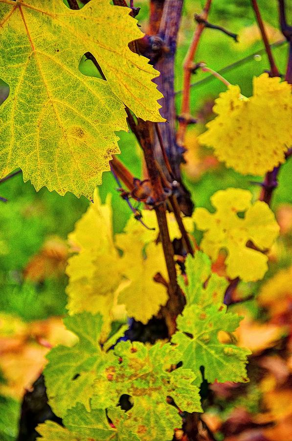 Fall Vineyard Vines 6428 Photograph by Jerry Sodorff