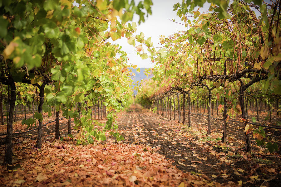 Fall Vineyards Photograph by Aileen Savage