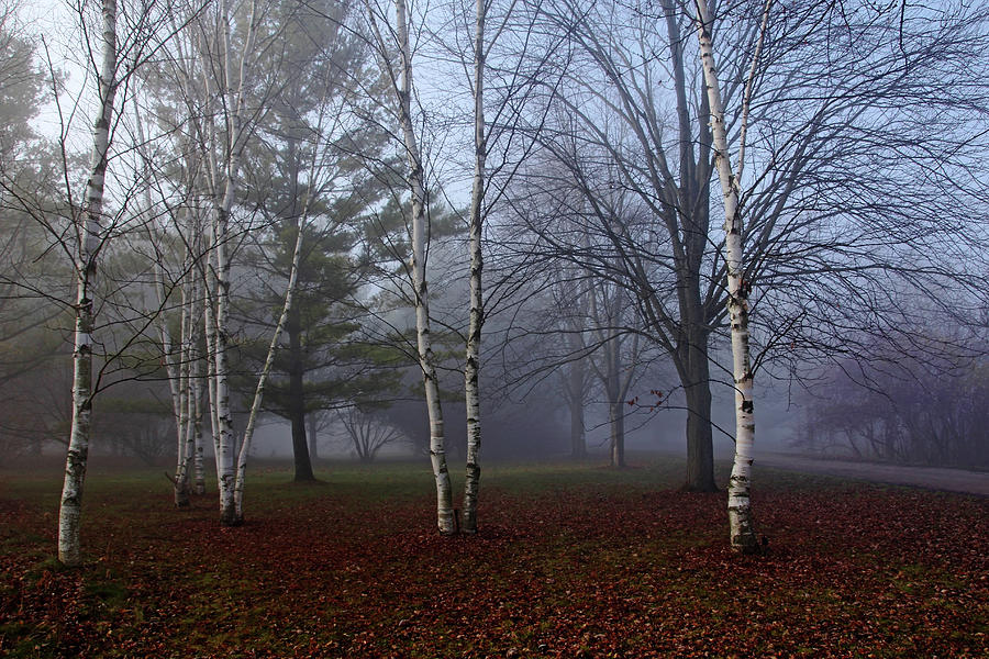 Fall Walk In The Fog Photograph by Debbie Oppermann