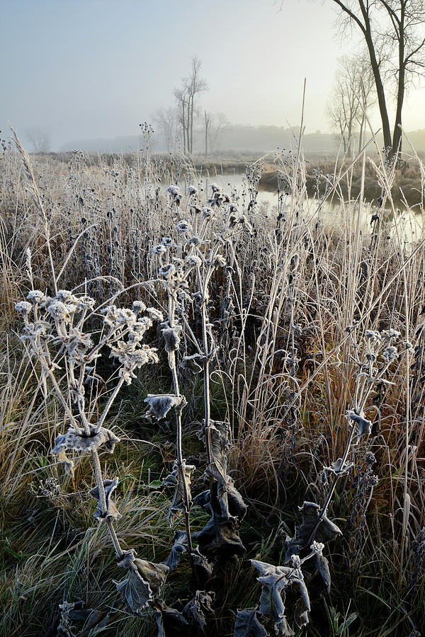 Fall Wildflowers Covered in Frost along Nippersink Creek Photograph by Ray Mathis