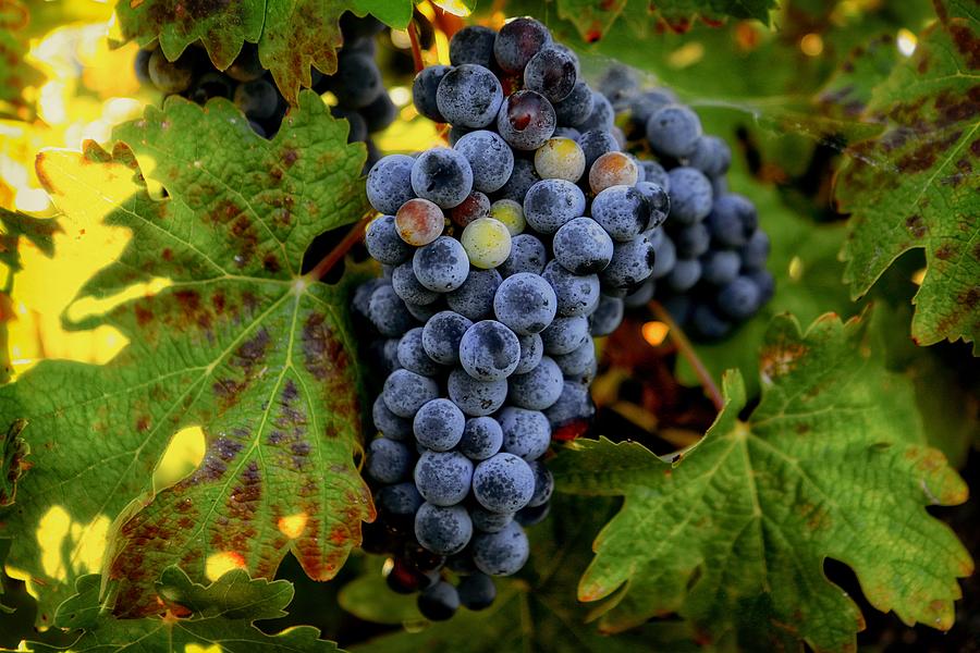 Fall wine grapes Photograph by Lynn Hopwood