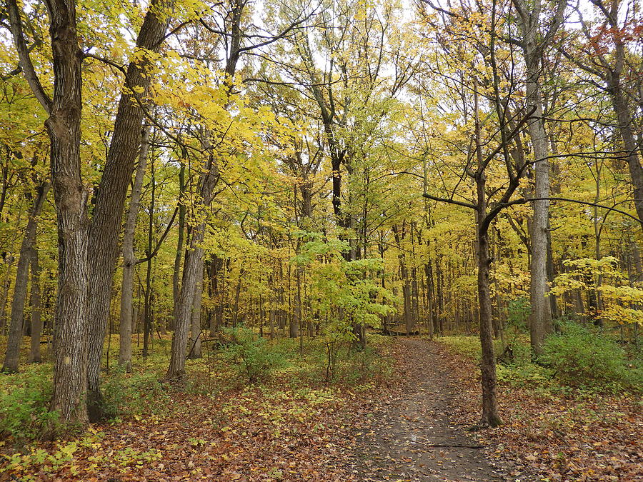Green Photograph - Fall Woods by Red Cross Green Photograph - Fall Woods by Red Cross