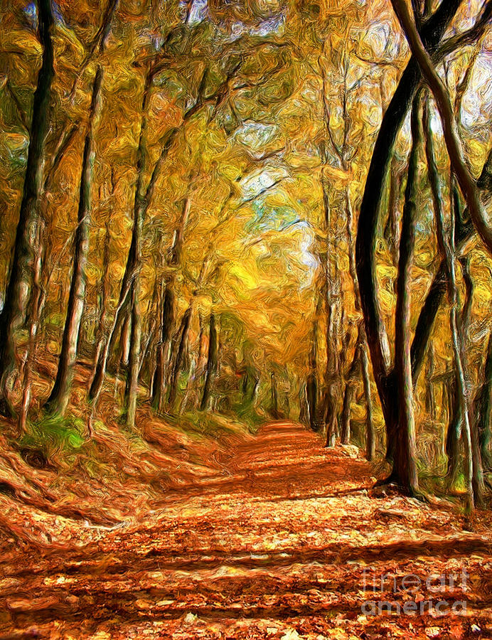 Fall Woods Photograph by Tom Griffithe