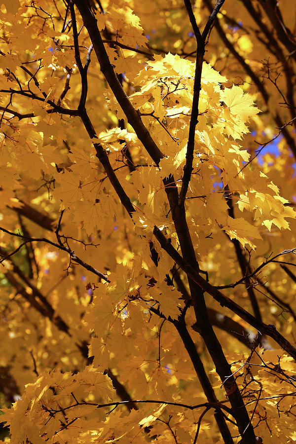 Fall Yellow 20 Photograph by Mary Bedy