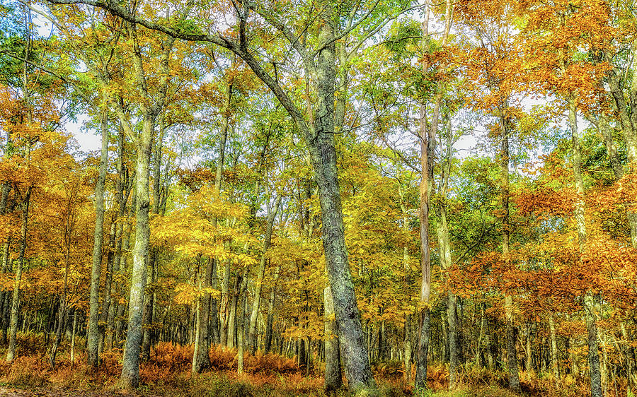 Fall Yellow Photograph by Joe Shrader