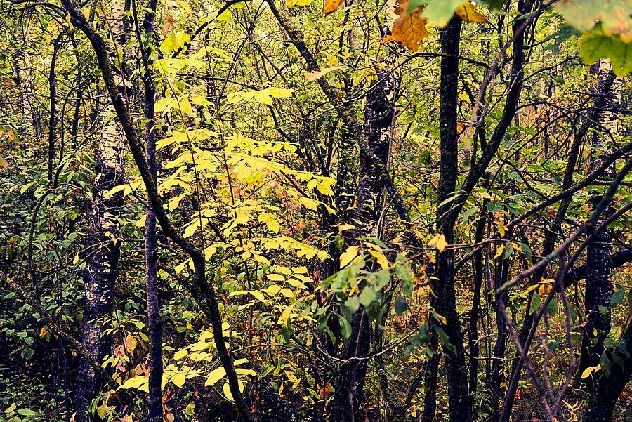 Fall Yellows Photograph by Desmond Raymond