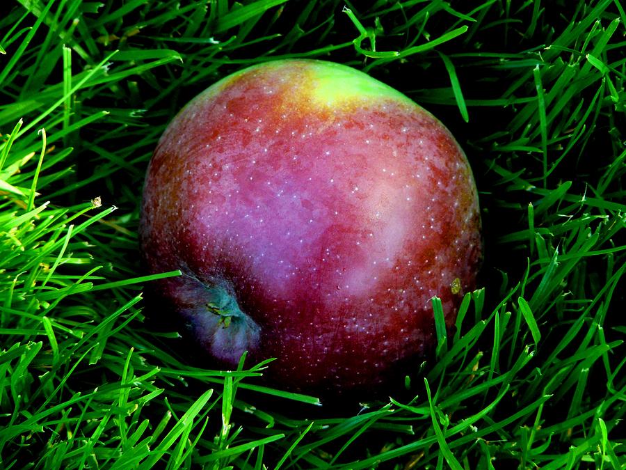 Fallen Apple Photograph by Valerie Ornstein