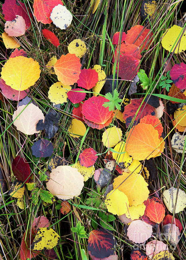 Fallen Aspen Leaves Photograph by Tim Gainey
