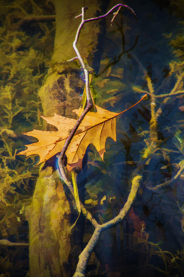 Fallen Autumn Leaf in the Water Photograph by Randall Nyhof