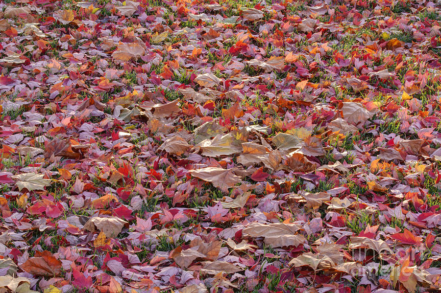 Fallen Autumn Leaves Photograph by Kenneth M. Highfill