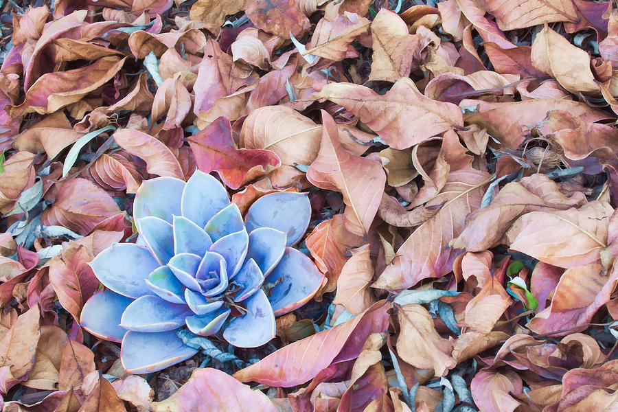 Fall Photograph - Fallen Autumn Leaves by Ram Vasudev