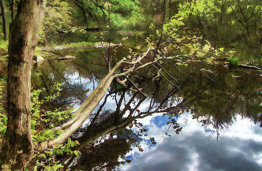 Tree Photograph - Fallen by Betsy Zimmerli
