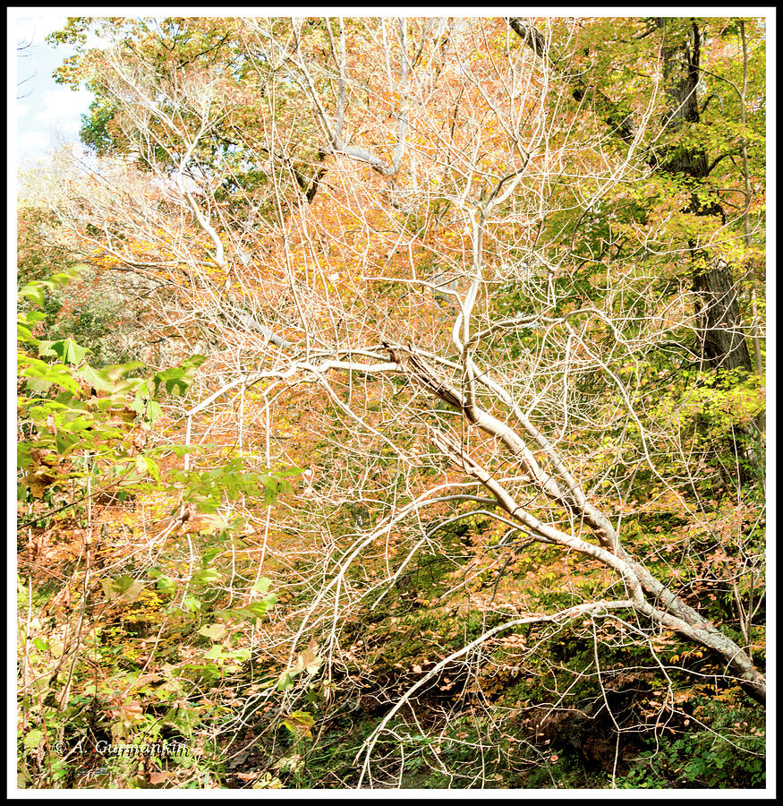 Fallen Birch Tree in Autumn Photograph by A Macarthur Gurmankin