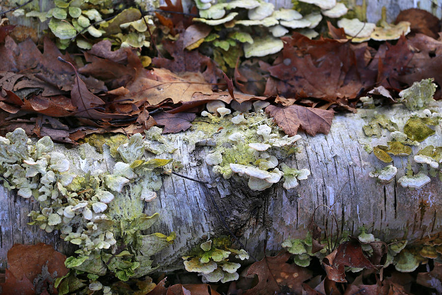 Mushroom Photograph - Fallen Birch with Green Fungi 3 by Mary Bedy