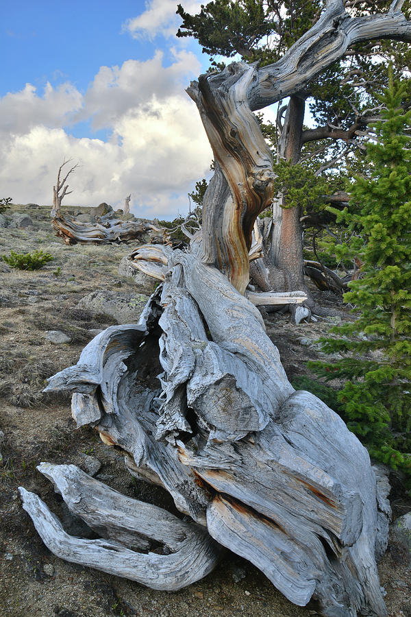 Fallen Bristlecone on Mt. Evans Photograph by Ray Mathis