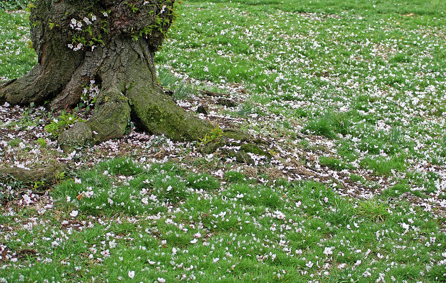 Fallen Cherry Blossoms Photograph by Cora Wandel