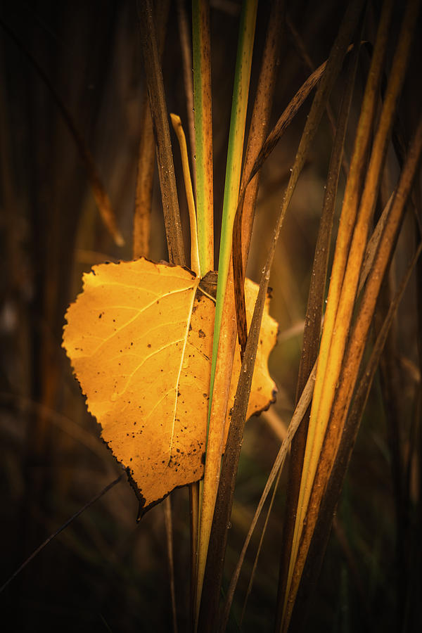 Fallen Cottonwood leaf in autumn Photograph by Vishwanath Bhat