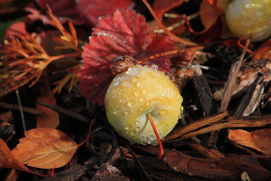 Apple Photograph - Fallen by Donna Kennedy