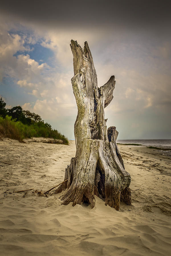 Fallen Driftwood Photograph by Chris Bordeleau