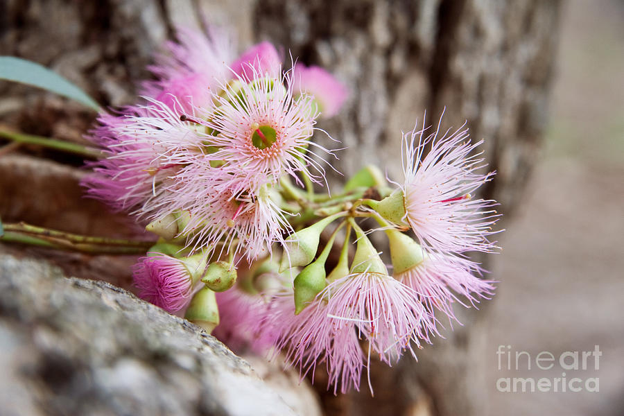 Fallen Eucalyptus Flowers Photograph by Sherry  Curry