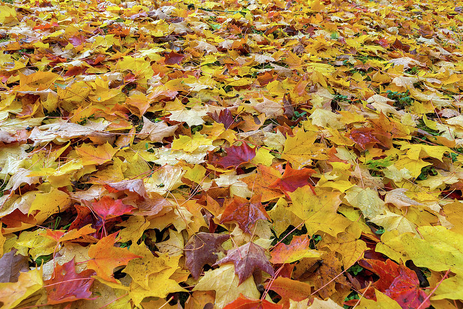 Fallen Fall Color Leaves On Parks Ground Photograph