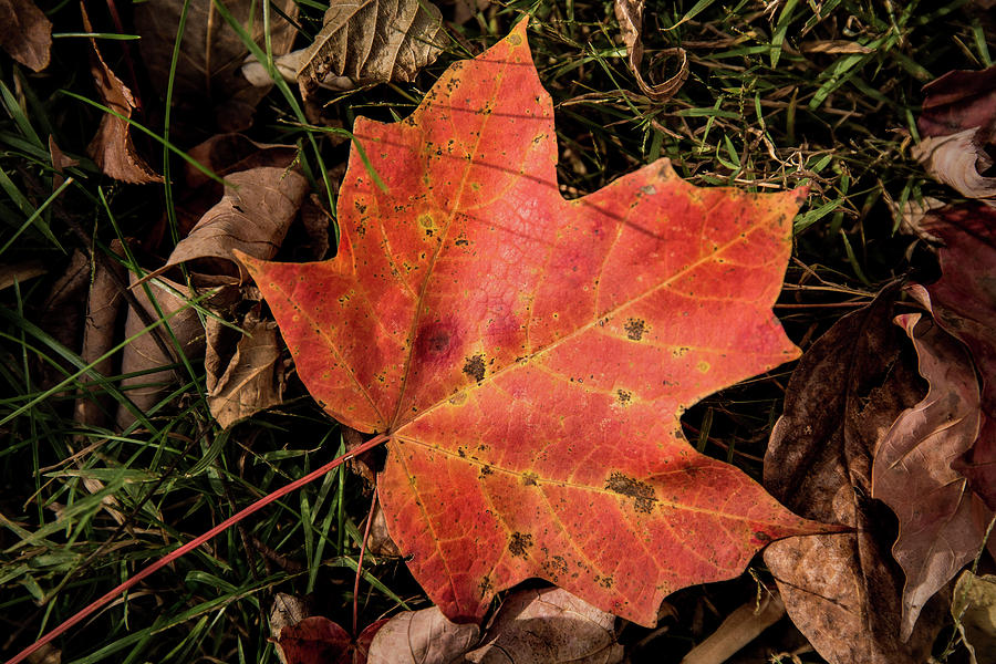 Fallen Fall Leaf Photograph by Don Johnson