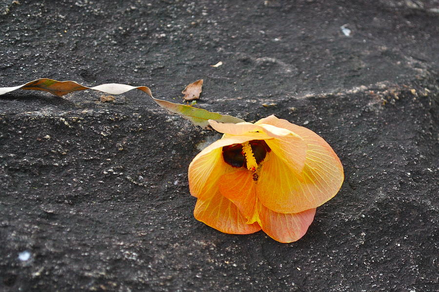 Fallen Flower Photograph by Sandra Lee Scott