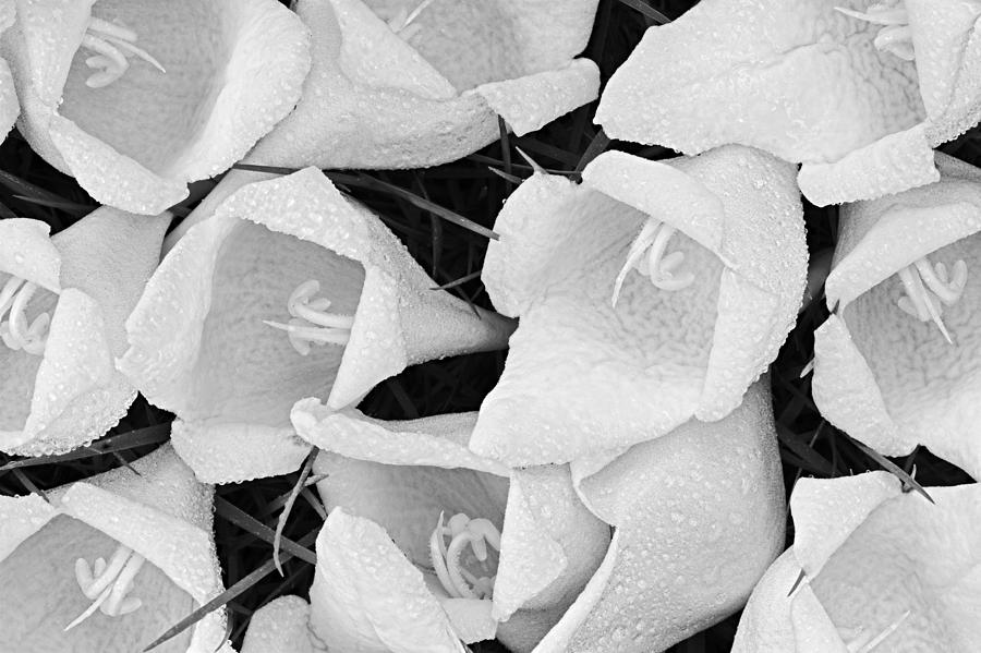 Black And White Photograph - Fallen Flowers- St Lucia by Chester Williams