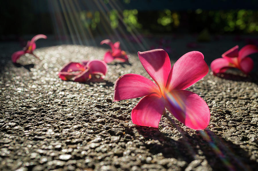 Fallen flowers on earth hi-res stock photography and images - Alamy