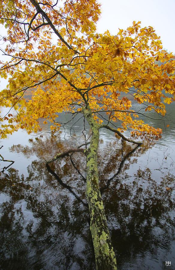 Fallen Foliage Photograph by John Meader