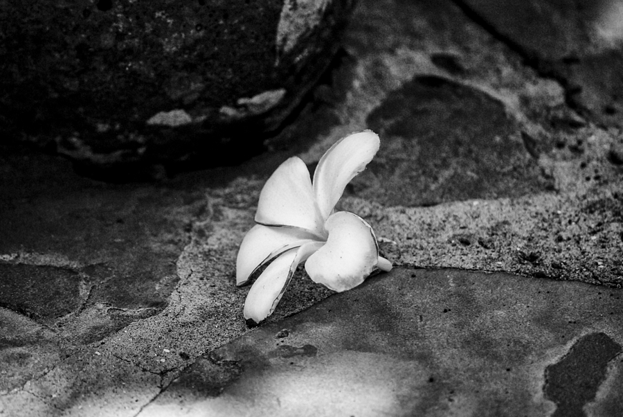 Fallen Frangipani Photograph by Christi Kraft