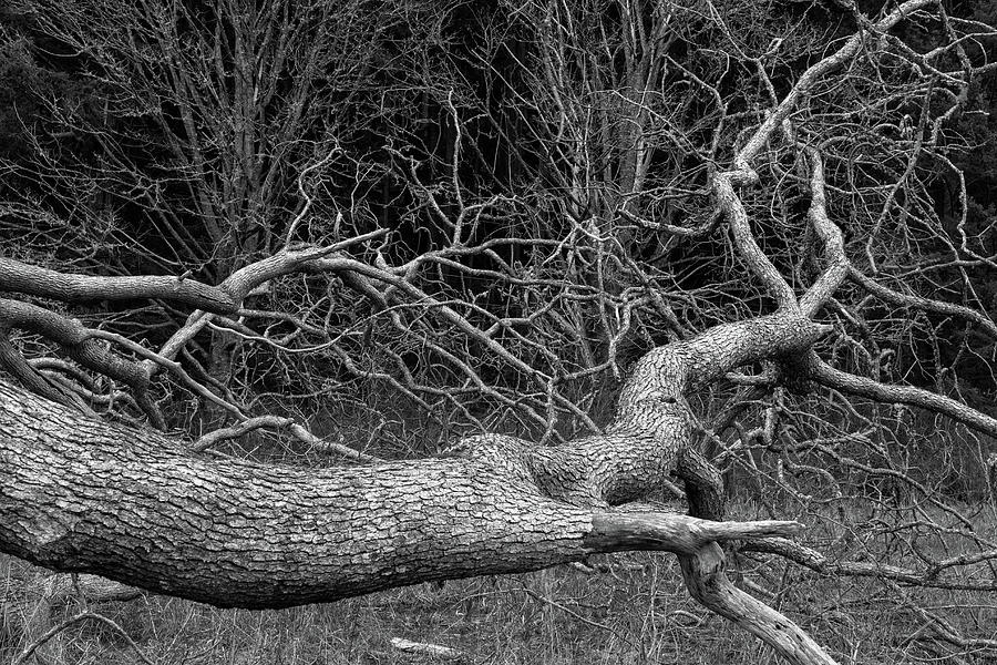 Fallen Garry Oak Quercus garryana Tree Photograph by Michael Russell