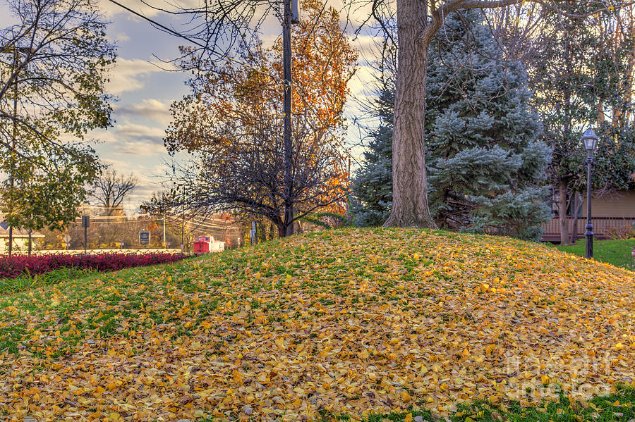Fall Photograph - Fallen Ginkgo Leaves by Larry Braun Fall Photograph - Fallen Ginkgo Leaves by Larry Braun