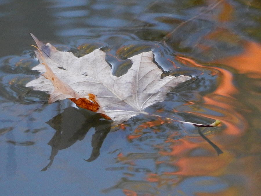 Fallen Leaf Photograph by Betty-Anne McDonald